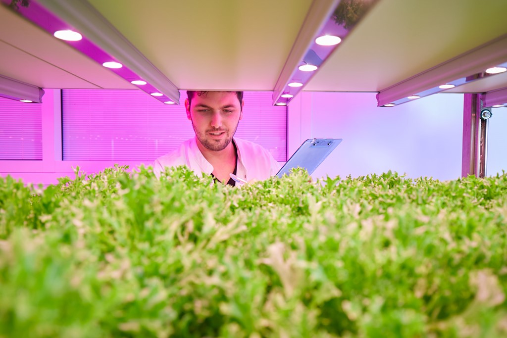Influencing nitrate levels in leafy greens with LED grow lights
